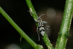 Chlorophorus macaumensis