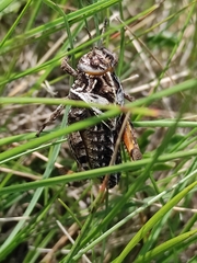 Prionotropis hystrix