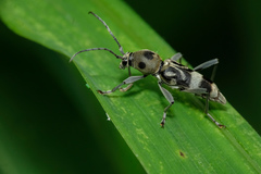 Chlorophorus macaumensis