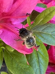 Anthophora villosula