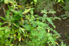 Phyllanthus fraternus
