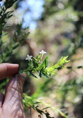 Struthiola hirsuta