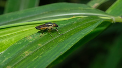 Idiella