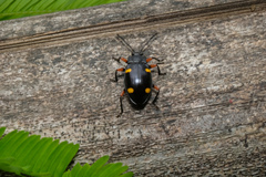 Eumorphus quadriguttatus