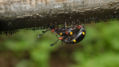 Eumorphus quadriguttatus