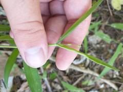 Dichanthelium malacophyllum