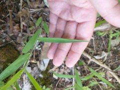 Dichanthelium malacophyllum