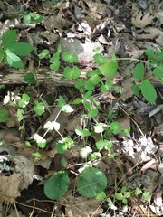 Euphorbia ouachitana