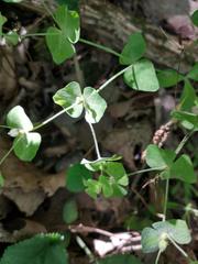 Euphorbia ouachitana