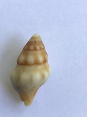 Leucozonia
