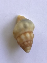Leucozonia