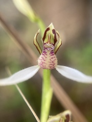 Eriochilus