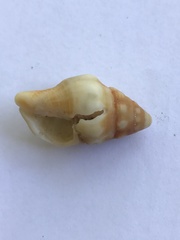 Leucozonia
