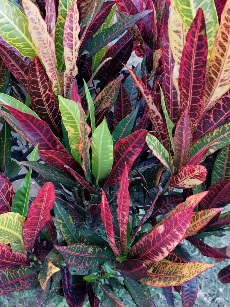 Croton