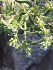 Lappula occidentalis