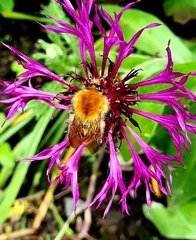 Bombus pascuorum