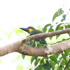 Psilopogon chrysopogon