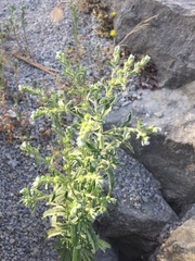 Lappula occidentalis