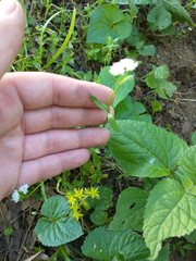 Valerianella umbilicata