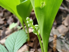 Convallaria majalis