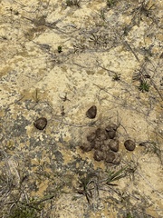 Equus caballus