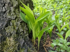 Convallaria majalis