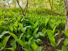 Convallaria majalis