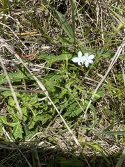 Cnidoscolus stimulosus