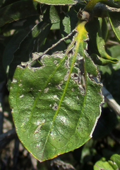 Strychnos cocculoides