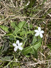 Cnidoscolus stimulosus