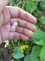 Valerianella umbilicata