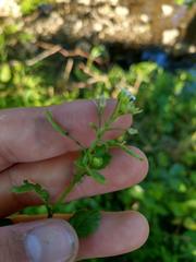 Valerianella umbilicata