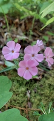 Phlox buckleyi