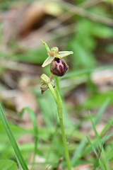 Ophrys sphegodes epirotica