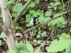 Parus major