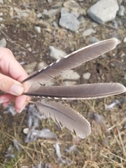 Canachites canadensis