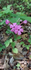Phlox buckleyi