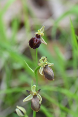 Ophrys sphegodes epirotica