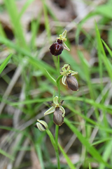 Ophrys sphegodes epirotica