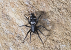 Herpyllinae