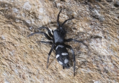 Herpyllinae