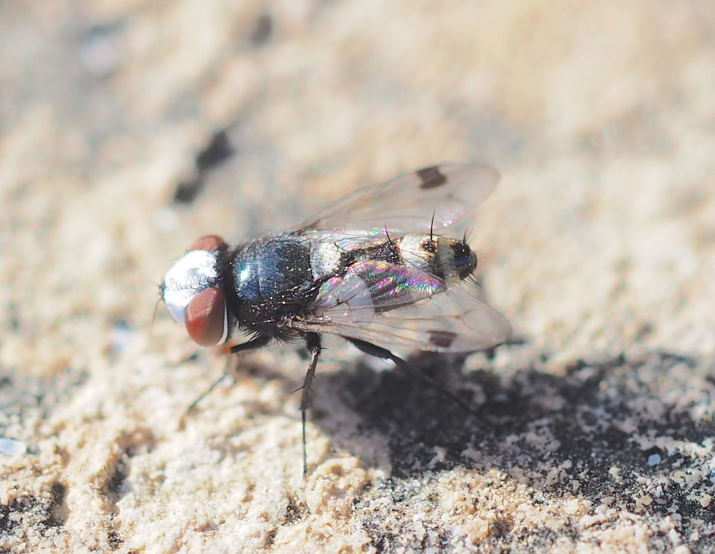 Sphenometopa fastuosa