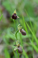 Ophrys sphegodes epirotica