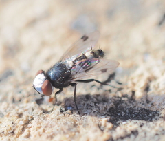 Sphenometopa fastuosa