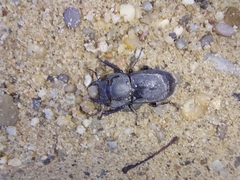 Dorcus parallelipipedus