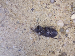 Dorcus parallelipipedus