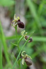 Ophrys sphegodes epirotica