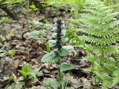 Ajuga reptans