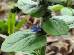 Ajuga reptans