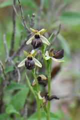 Ophrys sphegodes epirotica